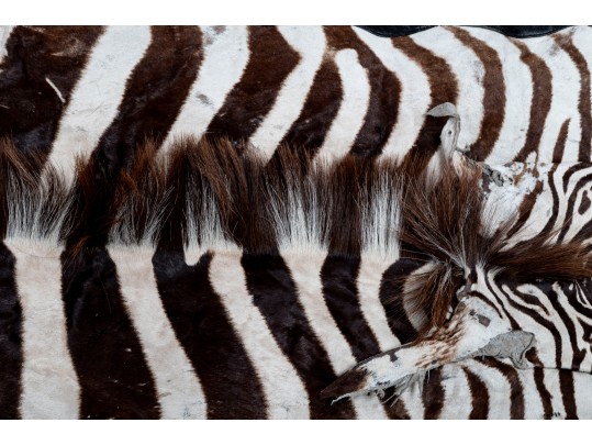 Zebra Hide Rug (6'6