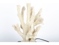 Stag Horn Coral Table Lamp