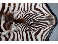 Zebra Hide Rug (6'6