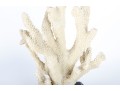 Stag Horn Coral Table Lamp