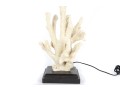 Stag Horn Coral Table Lamp