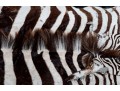 Zebra Hide Rug (6'6