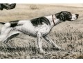 Leon Danchin (French, 1887-1938) Etching And Aquatint In Color Print, Sporting Dogs