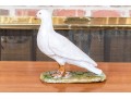 Vintage Painted Terracotta Dove Figure