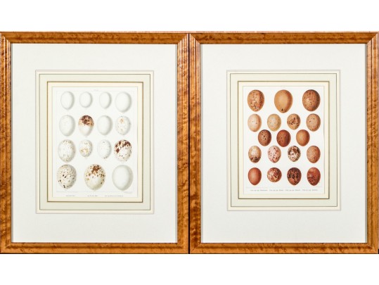 Set Of Two Bookplate Prints Depicting Egg Types, Including Owls And Falcons