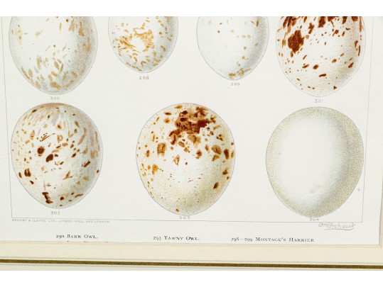 Set Of Two Bookplate Prints Depicting Egg Types, Including Owls And Falcons