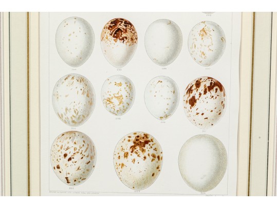 Set Of Two Bookplate Prints Depicting Egg Types, Including Owls And Falcons