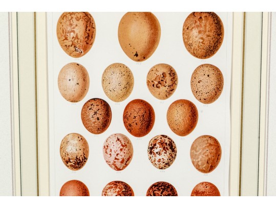 Set Of Two Bookplate Prints Depicting Egg Types, Including Owls And Falcons