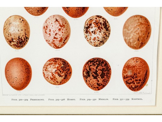 Set Of Two Bookplate Prints Depicting Egg Types, Including Owls And Falcons