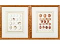 Set Of Two Bookplate Prints Depicting Egg Types, Including Owls And Falcons