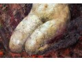 Heddy Signed Oil On Canvas, Kneeling Nude