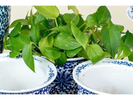Collection Of Five Chinese Blue And White Porcelain Planters On Underplates