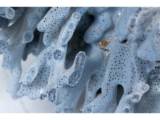 Large Coral Specimen