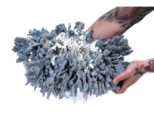 Large Coral Specimen