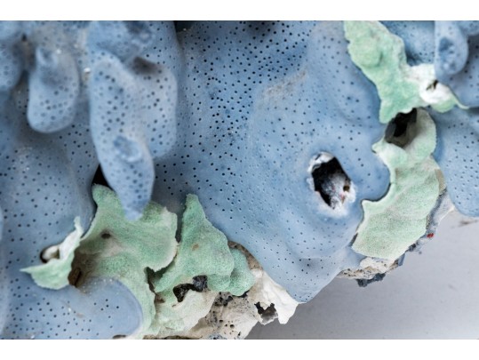 Large Coral Specimen