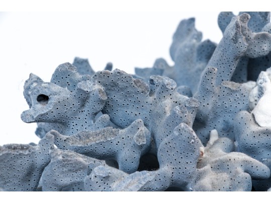 Large Coral Specimen