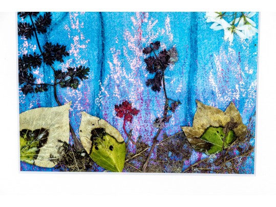 Print After An Original Painting Of Foliage