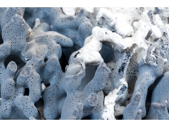 Large Coral Specimen