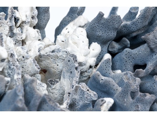 Large Coral Specimen