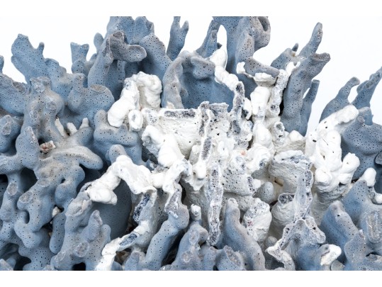 Large Coral Specimen