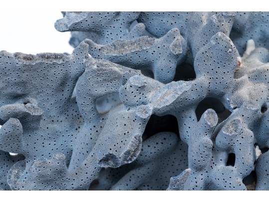Large Coral Specimen