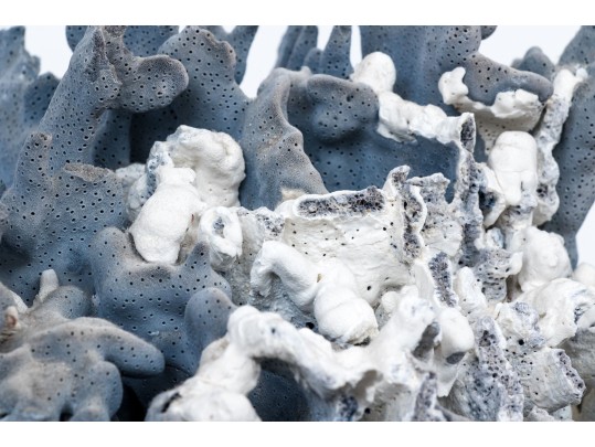 Large Coral Specimen