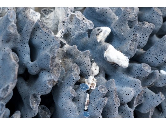 Large Coral Specimen