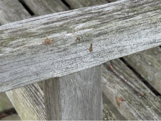Teak Bench