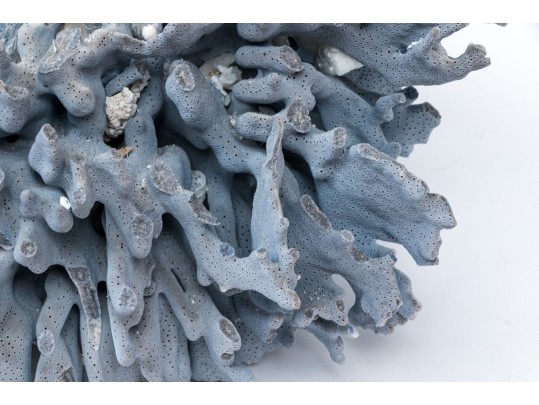 Large Coral Specimen