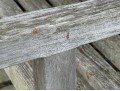 Teak Bench