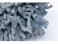 Large Coral Specimen