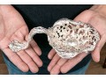 Theodore B. Starr Antique Bonbonnière Sterling Spoon, 8.34 Ozt.