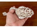 Theodore B. Starr Antique Bonbonnière Sterling Spoon, 8.34 Ozt.