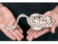 Theodore B. Starr Antique Bonbonnière Sterling Spoon, 8.34 Ozt.