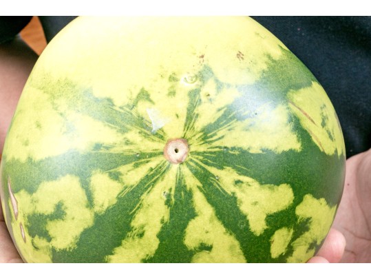 Fabulous Naturalistic Hand-Painted Ceramic Watermelon