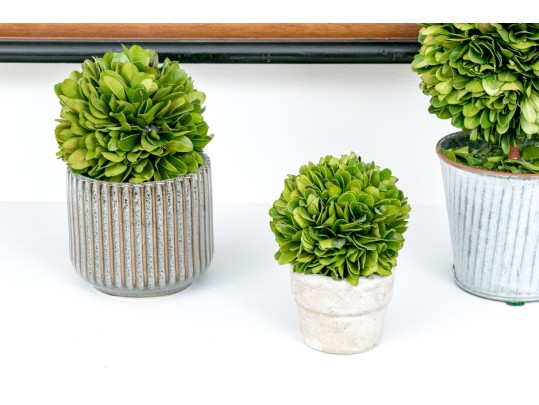 Group Of Five Preserved Boxwood Topiaries