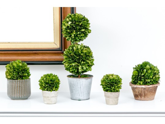 Group Of Five Preserved Boxwood Topiaries