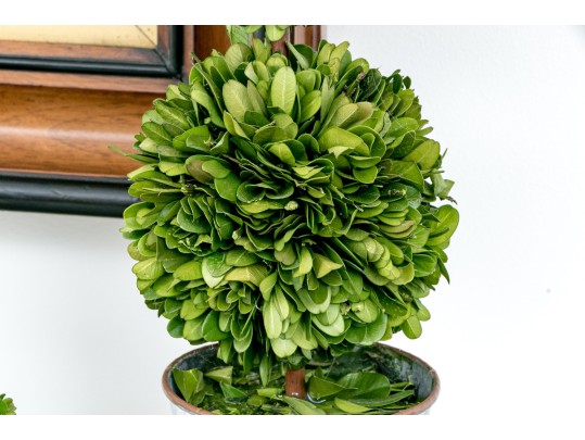 Group Of Five Preserved Boxwood Topiaries