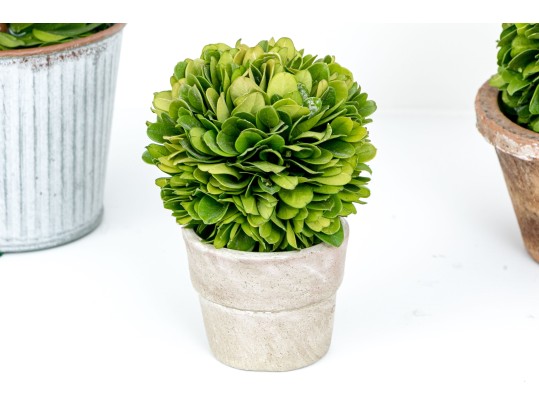 Group Of Five Preserved Boxwood Topiaries