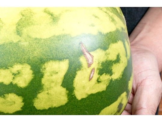 Fabulous Naturalistic Hand-Painted Ceramic Watermelon