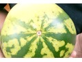 Fabulous Naturalistic Hand-Painted Ceramic Watermelon