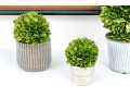 Group Of Five Preserved Boxwood Topiaries