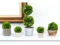 Group Of Five Preserved Boxwood Topiaries