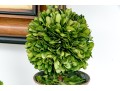 Group Of Five Preserved Boxwood Topiaries
