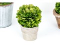 Group Of Five Preserved Boxwood Topiaries