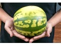 Fabulous Naturalistic Hand-Painted Ceramic Watermelon