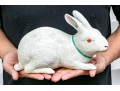Antique Japanese Biscuit Porcelain Rabbit Okimono