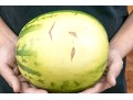Fabulous Naturalistic Hand-Painted Ceramic Watermelon