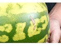 Fabulous Naturalistic Hand-Painted Ceramic Watermelon