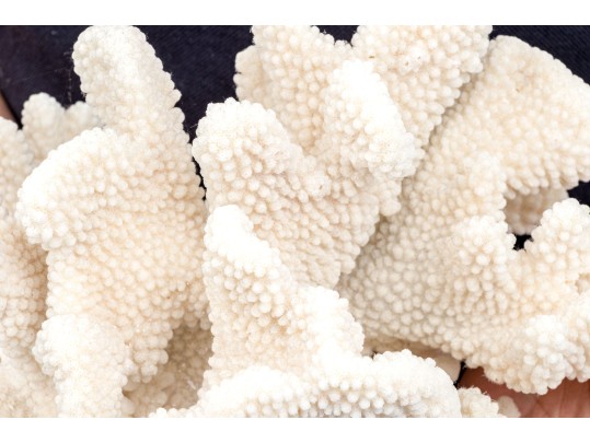 Fabulous Large Coral Specimen